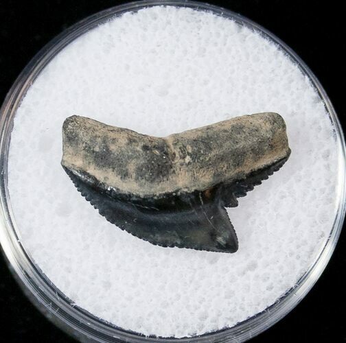 Fossil Tiger Shark Tooth - South Carolina #17302